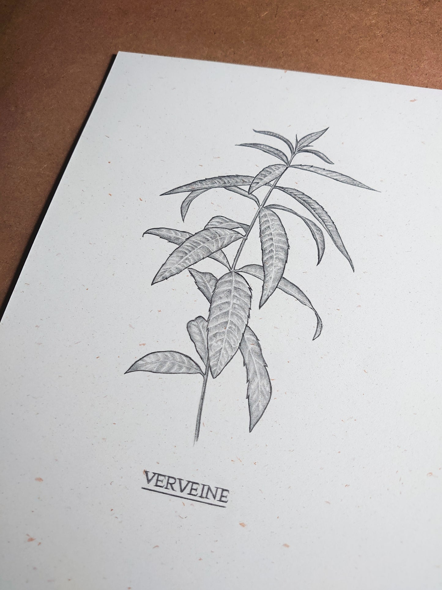 Verveine