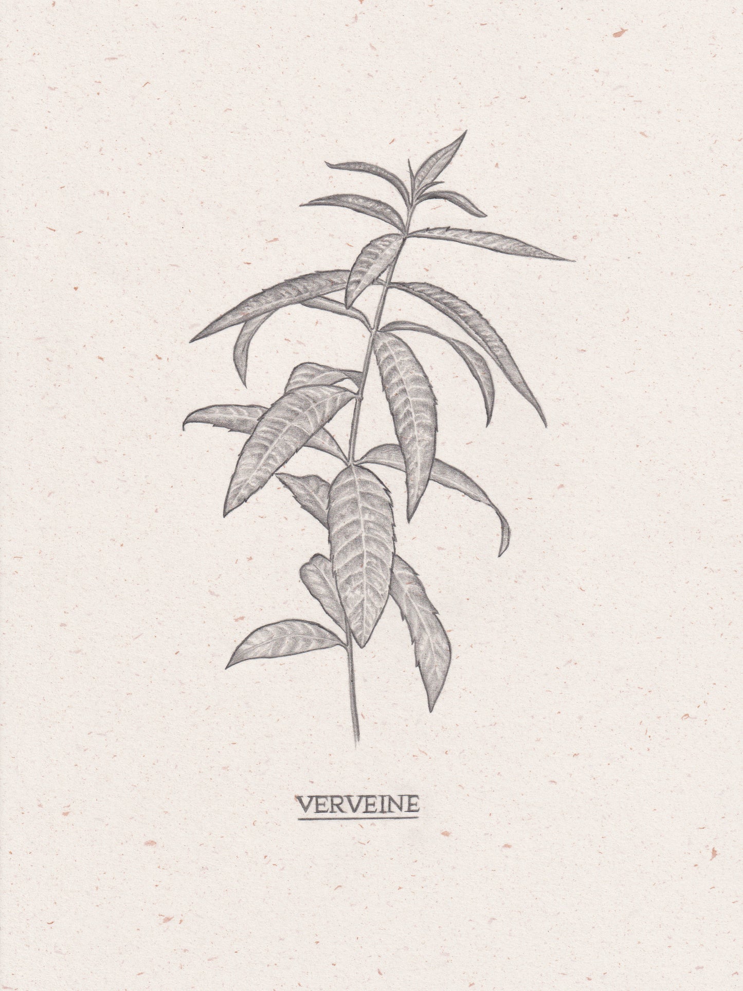 Verveine