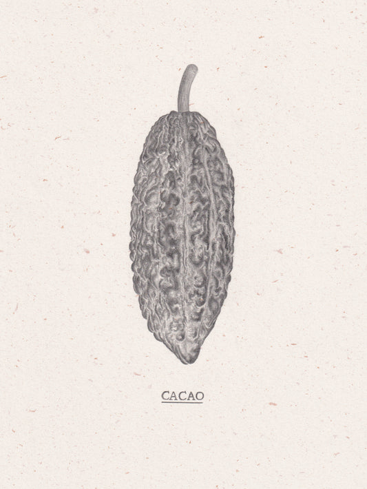 Cacao